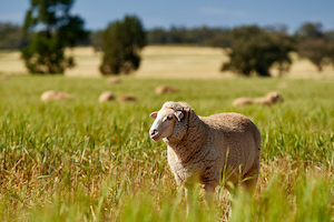 Do consumers still care about sustainability?